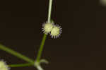 Hairy bedstraw